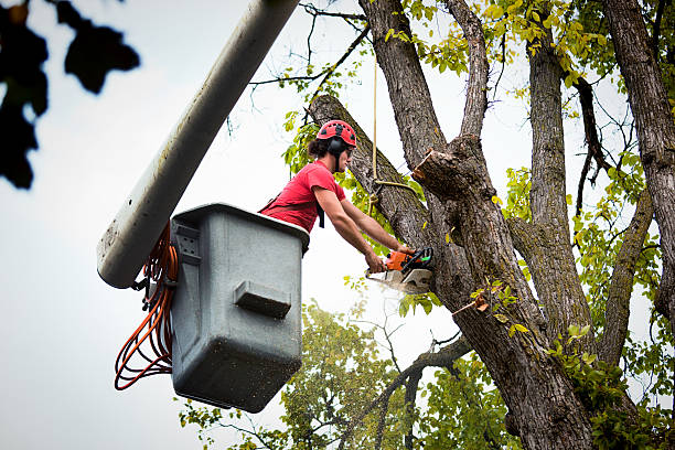 How Our Tree Care Process Works  in  Sebastian, TX